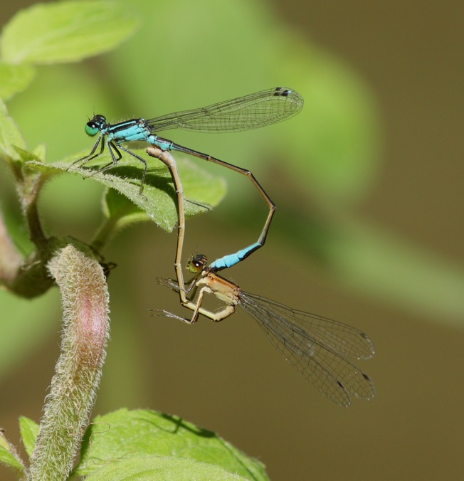 Ischnura elegans?